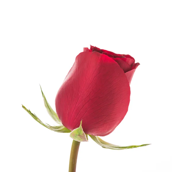 Red rose flower — Stock Photo, Image