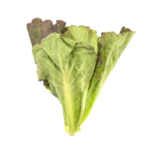 Lechuga aislada sobre fondo blanco — Foto de Stock