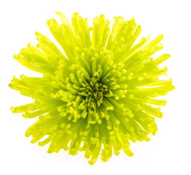 sarı kasımpatı çiçeği