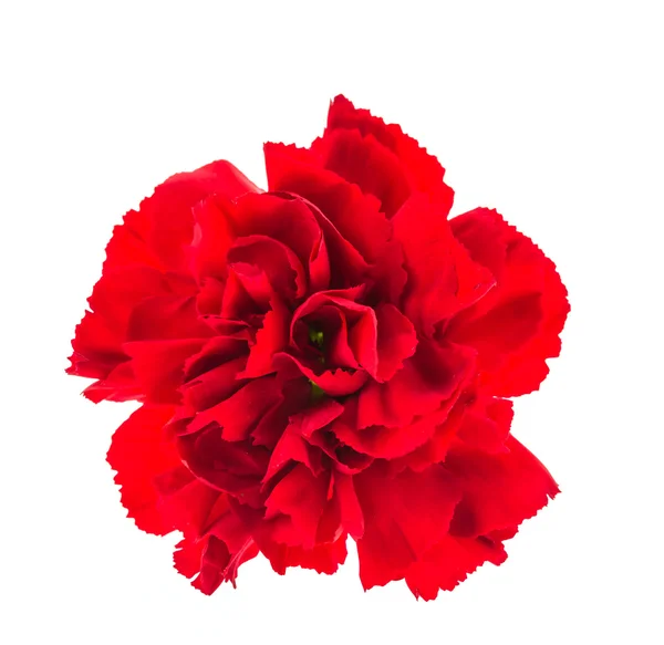 아름 다운 빨간 꽃 — 스톡 사진