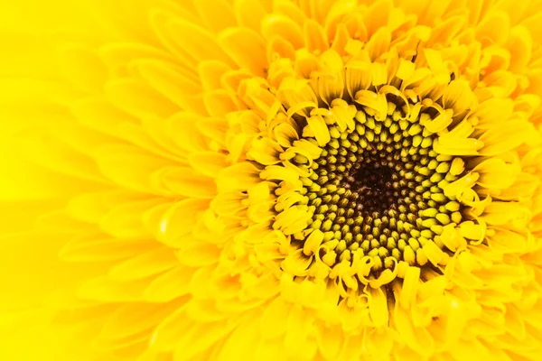 Gele gerbera bloem — Stockfoto