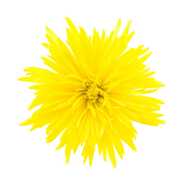 Gelbe Chrysanthemenblüte — Stockfoto