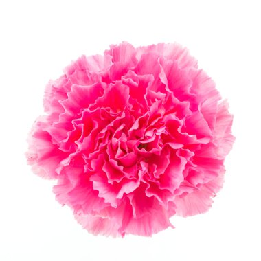 Pink carnation flower clipart