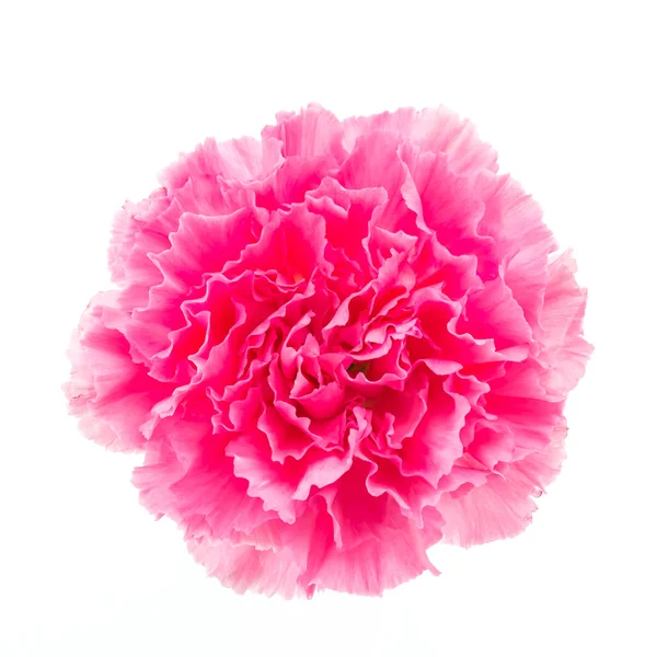 Garofano rosa fiore — Foto Stock