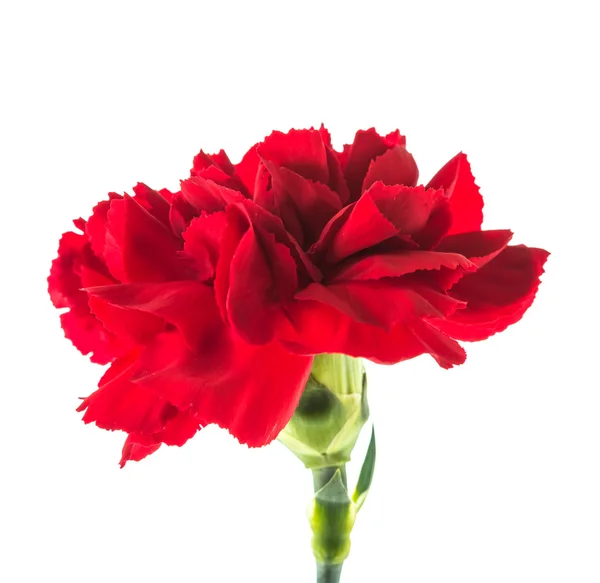 Rote Nelkenblüte — Stockfoto