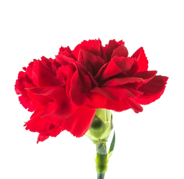 Flor de cravo vermelho — Fotografia de Stock