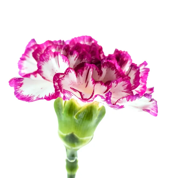 Garofano rosa fiore — Foto Stock