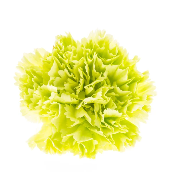 Garofano verde fiore — Foto Stock