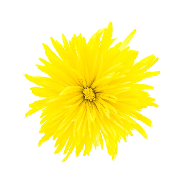 Flor de crisântemo amarelo — Fotografia de Stock