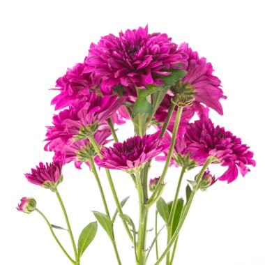 güzel bir mor çiçek