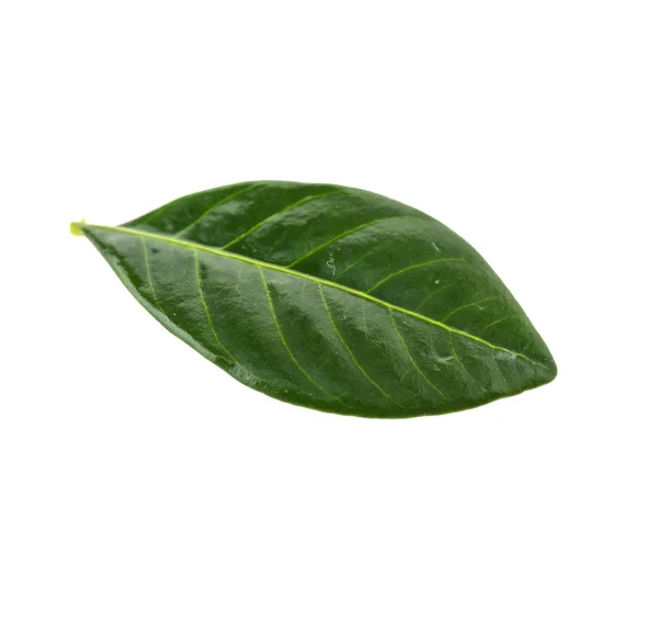 Hoja fresca verde — Foto de Stock