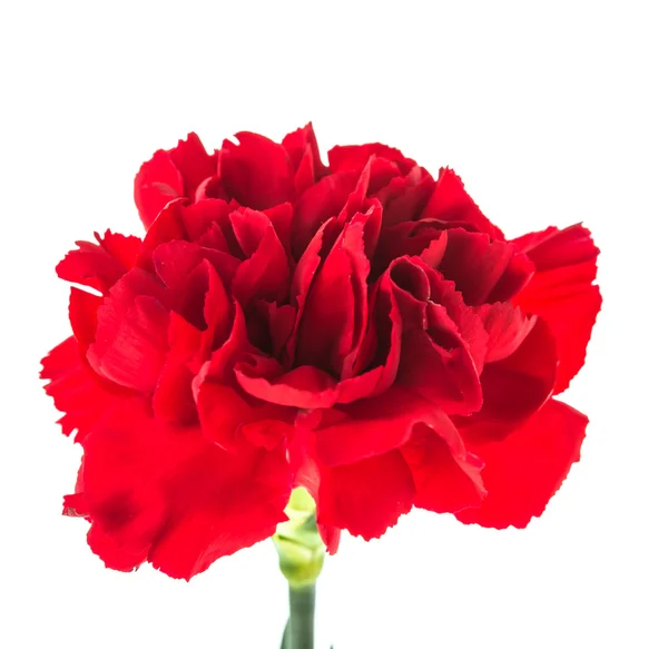 Red flower isolated — Stock Photo, Image