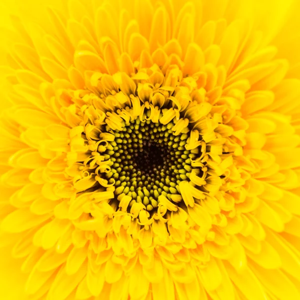 Close-up van gerbera bloem — Stockfoto