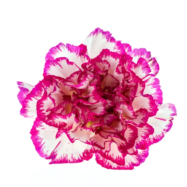 Flor rosa — Foto de Stock