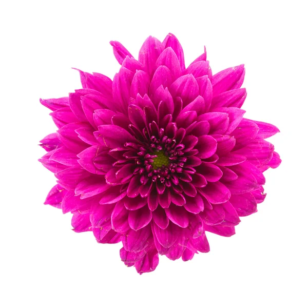 Lila blomma — Stockfoto