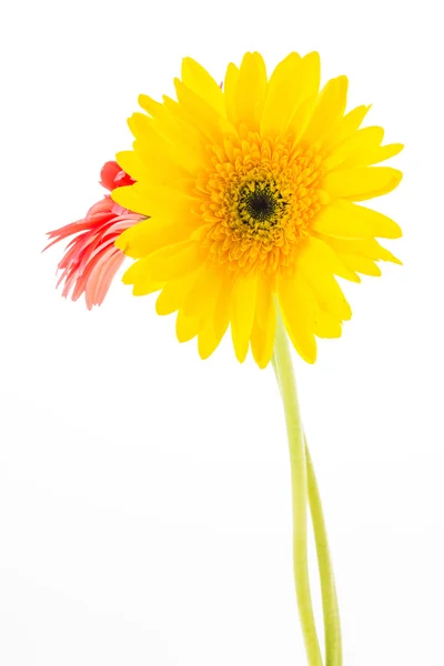 Gerbera jaune fleur — Photo