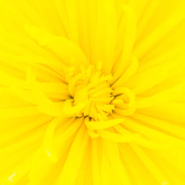 Gros plan fleur jaune — Photo