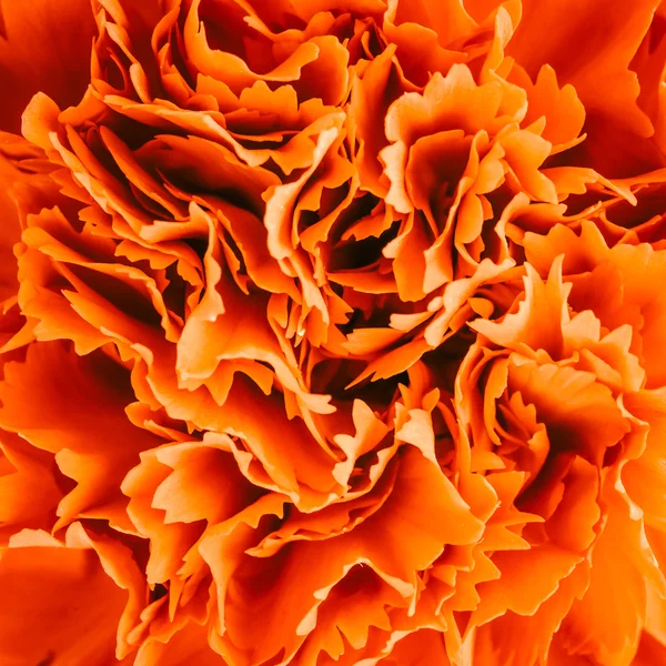 Červený květ karafiátu — Stock fotografie