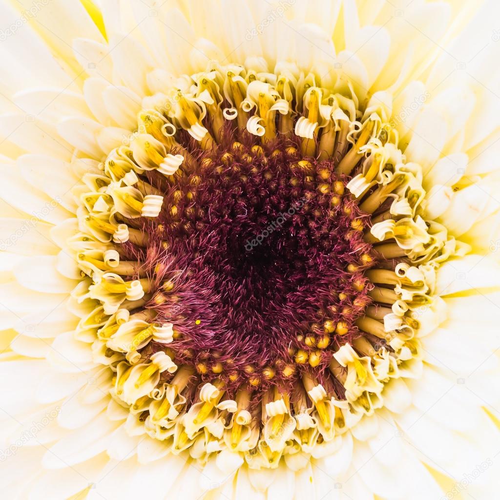 Close up gerbera flower