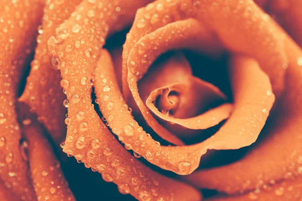 Fechar vermelho Rose — Fotografia de Stock