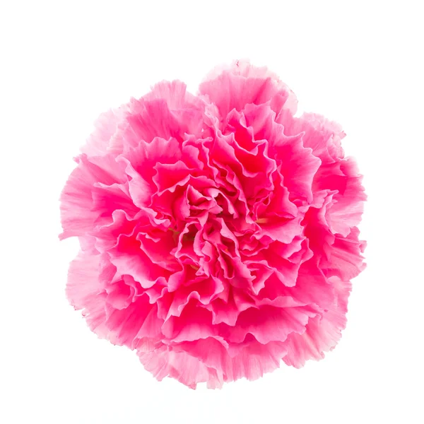 Bunga merah muda — Stok Foto