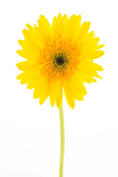 Gerbera jaune fleur — Photo