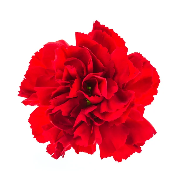 Fiore rosso isolato — Foto Stock