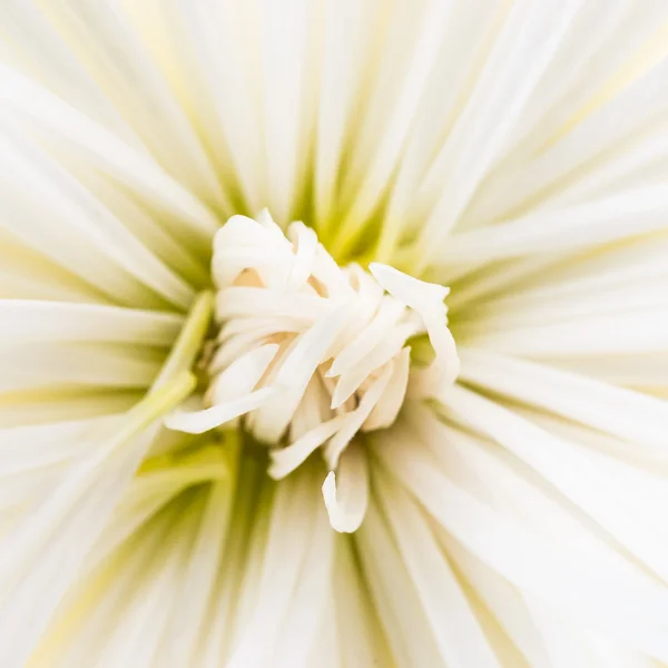 Flor de crisântemo branco — Fotografia de Stock