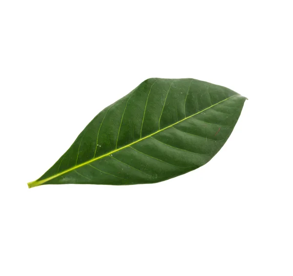 Hoja verde fresca — Foto de Stock