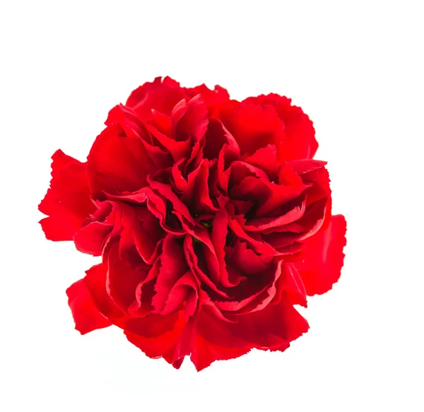 孤立的红色花 — 图库照片