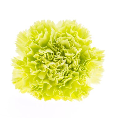 güzel yeşil çiçek