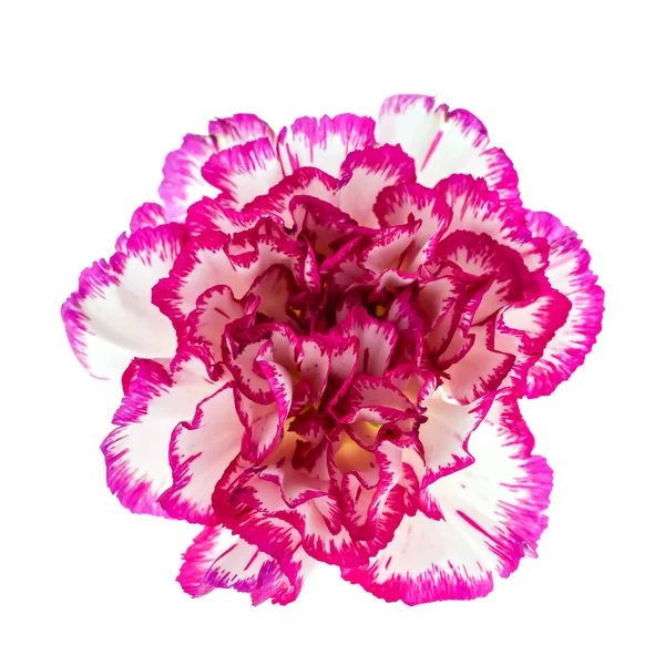 Bela flor rosa — Fotografia de Stock