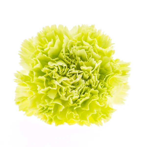 Bela flor verde — Fotografia de Stock