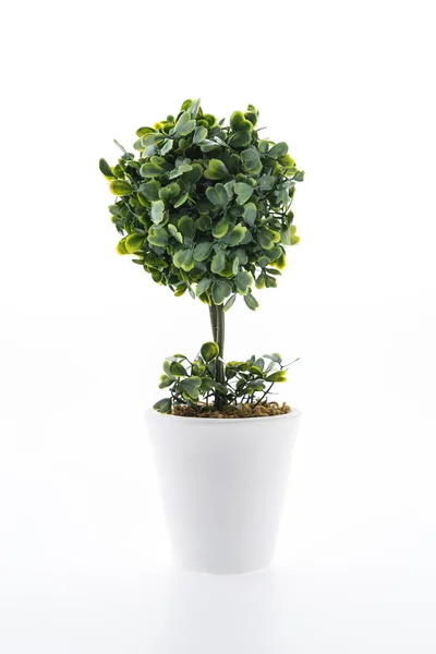 Plante verte en pot — Photo