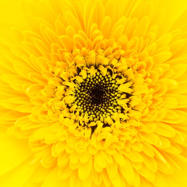 Gele gerbera bloem — Stockfoto