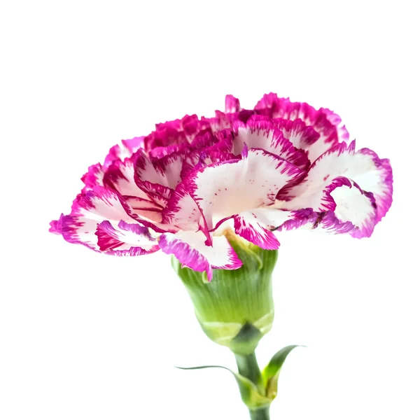 Pink carnation flower — Stock Photo, Image