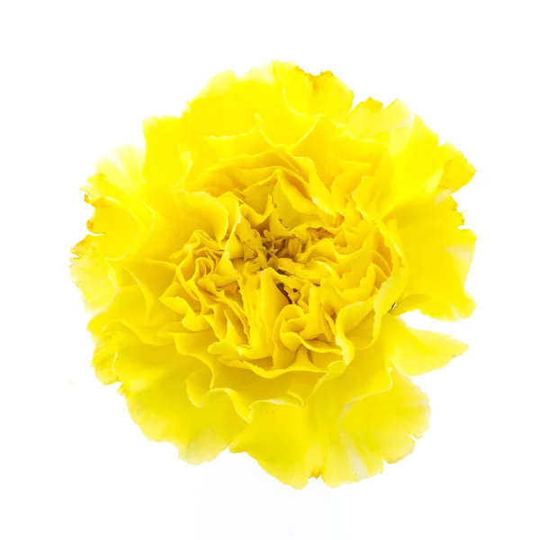 Yellow carnation flower — Stock Photo, Image