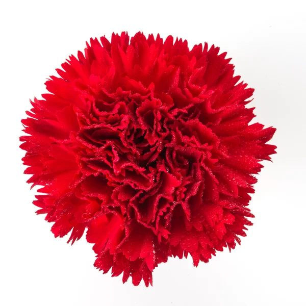 Fiore garofano rosso — Foto Stock