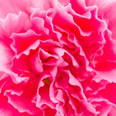 Pembe çiçek