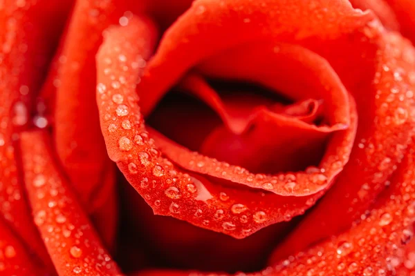 Close up red rose — Stock Photo, Image