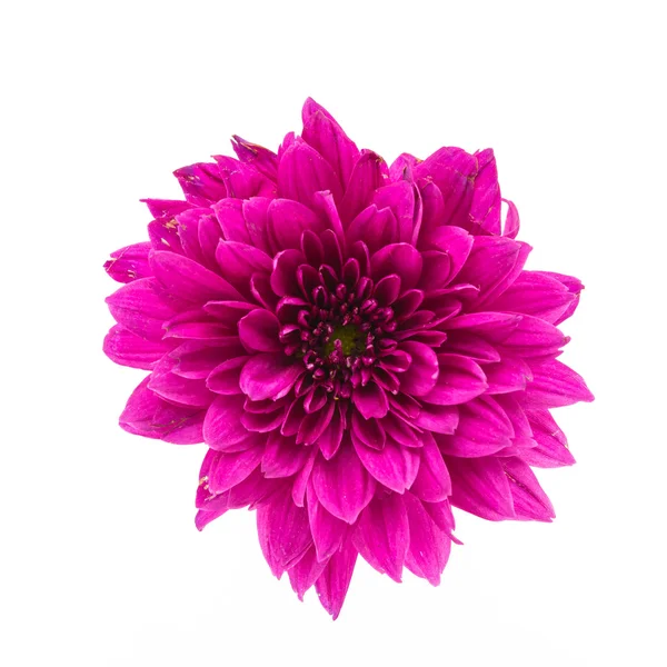 Lila krysantemum blomma — Stockfoto