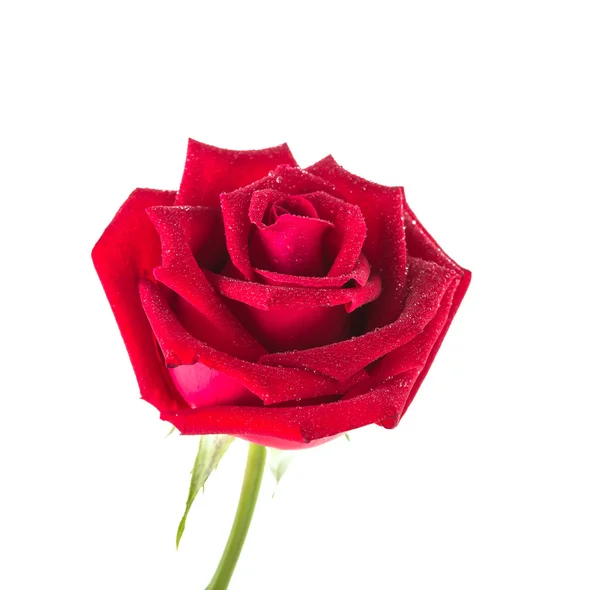 Red Rose flower Royalty Free Stock Photos