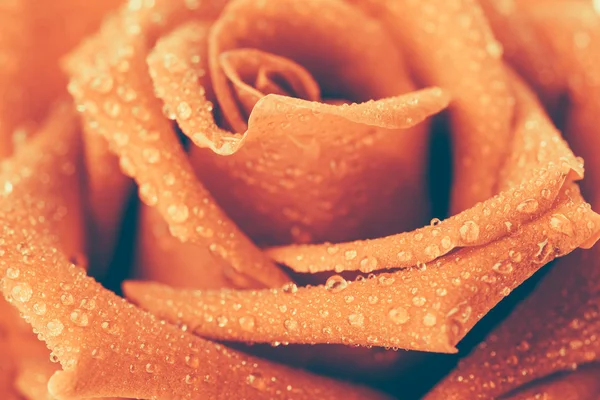 Red rose flower — Stock Photo, Image