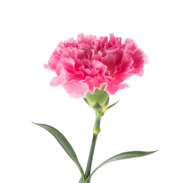 Rosa blomma — Stockfoto