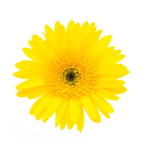 Flor de gerbera amarela — Fotografia de Stock