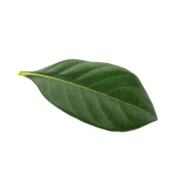 Green leaf — Stock Photo, Image