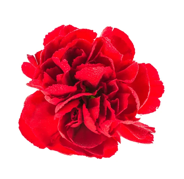 Belle fleur rouge — Photo