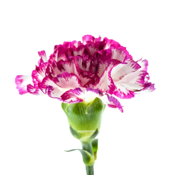 Beautiful pink flower — Stock Photo, Image