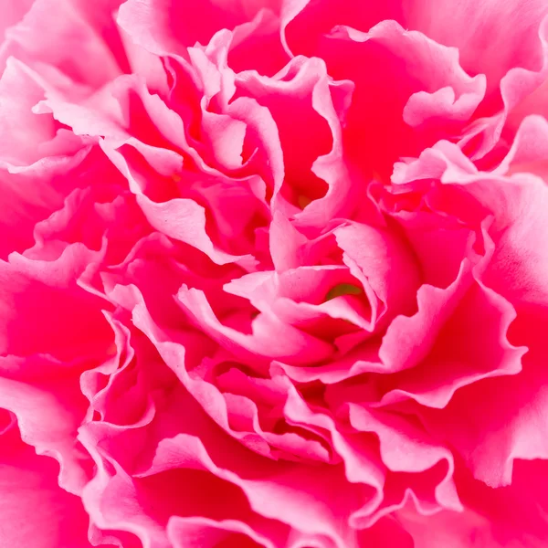 Roze bloem achtergrond — Stockfoto