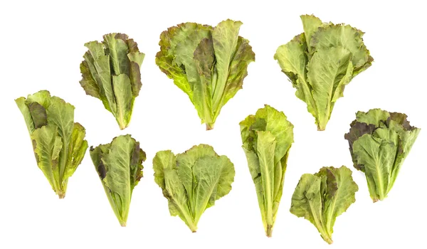 Lettuce isolated — Stock Photo, Image